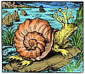Snail from Sarmatian Sea, Legendary Creature