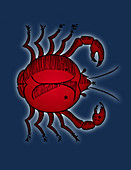 Zodiac Crab, Cancer Constellation