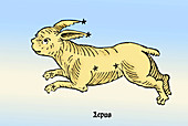 Lepus the Hare, Constellation