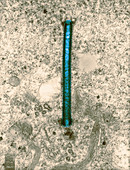 Centrioles in Alligator Spermatid (TEM)