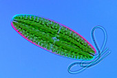 Netrium and Cyanobacteria, LM