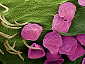 Hops Flower, SEM