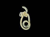 Marine roundworm (Nematode), LM