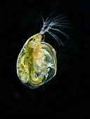 Water flea (Simocephalus sp.), LM