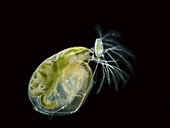 Water fleas (Simocephalus sp.), LM