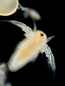 Brine shrimp (Artemia salina), LM
