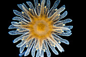 Ephyra of A. aurita jellyfish, LM