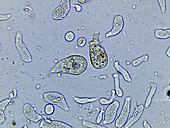 Symbiotic protozoa in termite gut, LM