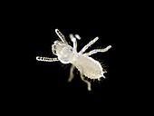 Termite nymph (Reticulitermes sp.), LM