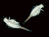 Brine shrimp, Artemia salina, LM