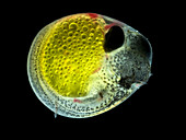 Mosquito fish embryo, G. affinis, LM