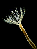 Annelid worm (Serpulidae sp.), LM