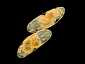 Chironomid eggs, LM