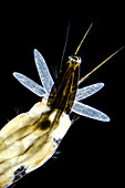 Tiger mosquito larva (A. albopictus), LM