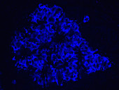 Pancreatic Islet Stained for B Cells, LM