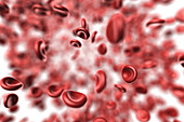 Red Blood Cells, Illustration