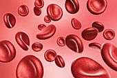 Red Blood Cells, Illustration