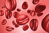 Red Blood Cells, Illustration