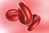 Red Blood Cells, Illustration