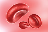 Red Blood Cells, Illustration