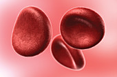 Red Blood Cells, Illustration