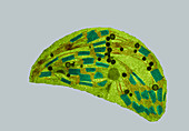 Chloroplast, TEM