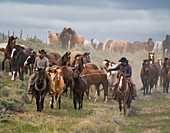 Horse Roundup, Colorado, USA