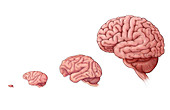 Brain Size Comparison