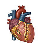 Healthy Heart Anatomy, Illustration