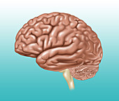 Brain, Lateral View, Illustration