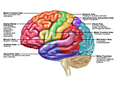 Brain, Lateral View, Illustration