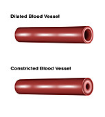 Blood Vessel Constriction and Dilation