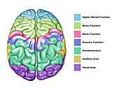 Brain Function, Illustration