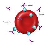 Antibodies and Antigens, Illustration