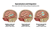 Language Areas of the Brain, Illustration