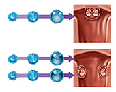 Development of Twins, Illustration