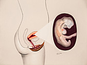 Pregnancy, Embryo at 1 Month, 1 of 9