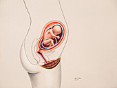 Pregnancy, Foetus at 5 Months, 5 of 9
