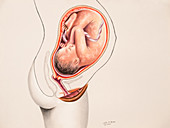 Pregnancy, Foetus at 9 Months, 9 of 9