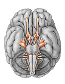 Cranial Nerves, Illustration