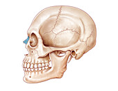 Human Skull, Nasal Bone