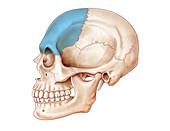 Human Skull, Frontal Bone