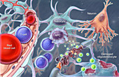 MS Blood Brain Barrier, Illustration