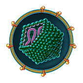 Hepatitis C, Illustration