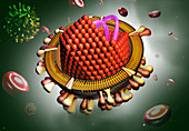 Hepatitis C Virus, illustration