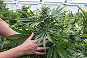 Large Marijuana Bud at Commercial Grow