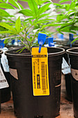Marijuana Plants Labelled and Catalogued