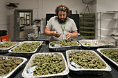 Drying and Curing Marijuana at Commercial Grow