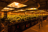 Cannabis Plants Grown for Dispensary