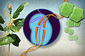 Plant Resistance to Viruses, Gene Editing